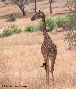 4990 Giraffe, Tanzania