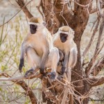 4992 Vervet Monkey Family, Tanzania