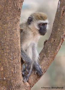4994 Vervet Monkey (Chlorocebus pygerythrus), Tanzania
