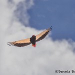 4996 Bateleur Eagle (Terathopius ecaudatus), Tanzania