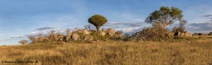 4998 NE Serengeti, Tanzania