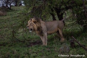 5000 Male Lion, Serengeti, Tanzania