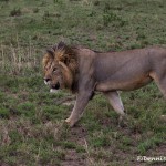5001 Male Lion, Serengeti, Tanzania