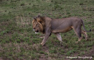 5001 Male Lion, Serengeti, Tanzania