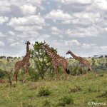 5003 Giraffes, Serengeti, Tanzania