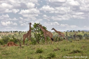 5003 Giraffes, Serengeti, Tanzania