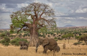 5004 African Elephants, Serengeti, Tanzania