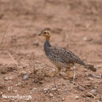 5007 Coqui Francolin (Peliperdix coqui), Tanzania