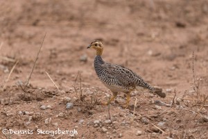 5007 Coqui Francolin (Peliperdix coqui), Tanzania