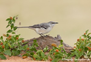 5008 Northern Mockingbird, (Mimus polyglottos), South Texas