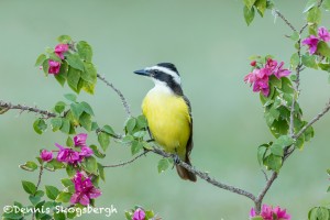 5010 Great Kiskadee (Pitangus sulphuratus), South Texas