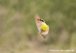 5011 Great Kiskadee (Pitangus sulphuratus), South Texas