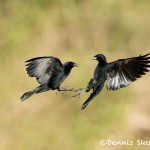 5012 Red-winged Blackbird (Agelaius phoeniceus), South Texas