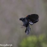 5018 Red-winged Blackbird (Agelaius phoeniceus), South Texas