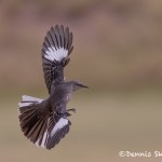5024 Northern Mockingbird, (Mimus polyglottos), South Texas