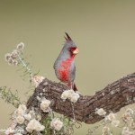 5025 Pyrrhuloxia (Cardinalis sinuatus), South Texas