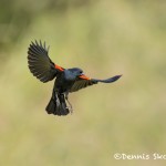 5027 Red-winged Blackbird (Agelaius phoeniceus), South Texas