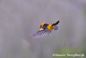 5029 Altamira Oriole (Icterus gularis), South Texas