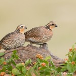 5032 Bobwhite Quail (Colinus virginianus), South Texas