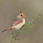 5033 Female Northern Cardinal (Cardinalis cardinalis), South Texas