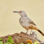 5034 Curve-billed Thrasher (Toxostoma curvirostre), South Texas