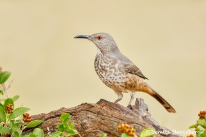 5034 Curve-billed Thrasher (Toxostoma curvirostre), South Texas