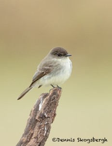 5038 Eastern Phoebe (Sayornis phoebe), South Texas