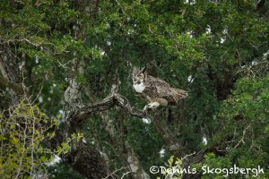 5042 Great Horned Owl (Bubo virginianus), South Texas