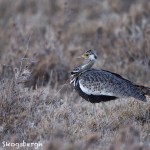 5045 Black-bellied Bustard (Lissotis melanogaster), Tanzania