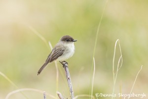 5046 Eastern Phoebe (Sayornis phoebe), South Texas