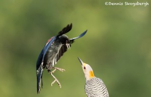 5047 Red-winged Blackbird and Golden-fronted Woodpecker, South Texas