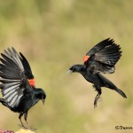 5051 Red-winged Blackbirds (Agelaius phoeniceus), South Texas