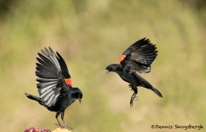 5051 Red-winged Blackbirds (Agelaius phoeniceus), South Texas