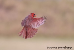 5054 Male Northern Cardinal (Cardinalis cardinalis), South Texas