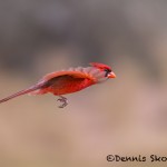 5056 Male Northern Cardinal (Cardinalis cardinalis), South Texas