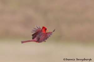5058 Male Northern Cardinal (Cardinalis cardinalis), South Texas