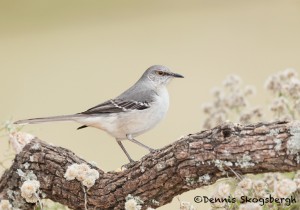 5063 Northern Mockingbird, (Mimus polyglottos), South Texas