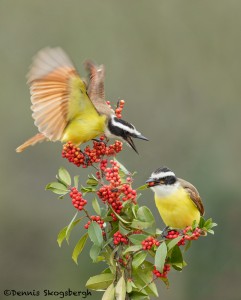 5064 Great Kiskadees (Pitangus sulphuratus), South Texas