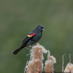5065 Red-winged Blackbird (Agelaius phoeniceus), South Texas