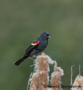 5065 Red-winged Blackbird (Agelaius phoeniceus), South Texas