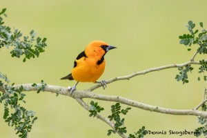 5066 Altamira Oriole (Icterus gularis), South Texas