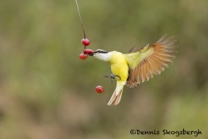 5073 Great Kiskadee (Pitangus sulphuratus), South Texas