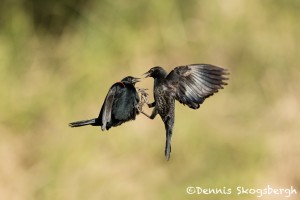 5078 Red-winged Blackbirds (Agelaius phoeniceus), South Texas