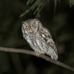 5079 Eastern Screech Owl (Megascops asio), South Texas