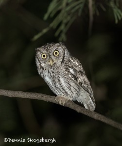 5079 Eastern Screech Owl (Megascops asio), South Texas