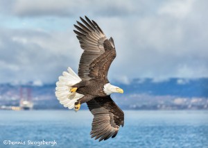 5119 Bald Eagle, Homer, Alaska