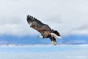 5120 Bald Eagle, Homer, Alaska