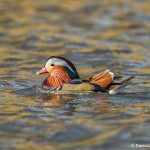 5137 Mandarin Duck (Aix galericulata), Texas