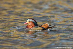 5137 Mandarin Duck (Aix galericulata), Texas