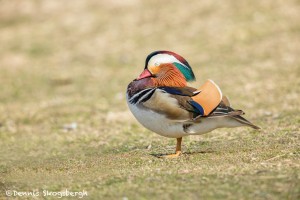 5139 Mandarin Duck (Aix galericulata), Texas